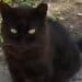 Radio Zampetta Sarda: scomparso gatto nero a Quartu, appello per ritrovarlo