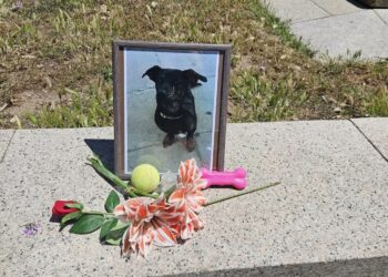 Dolianova, la morte di Jack diventa un caso nazionale