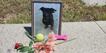 Dolianova, la morte di Jack diventa un caso nazionale