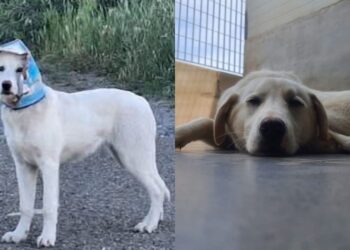 Carbonia, la cagnolina in scatola è finalmente libera: Mellin è ora ospitata in canile e cerca casa