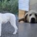 Carbonia, la cagnolina in scatola è finalmente libera: Mellin è ora ospitata in canile e cerca casa