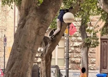 Cagliari, extracomunitario arrampicato su un albero in piazza del Carmine: “Date un titolo a questa foto”