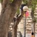 Cagliari, extracomunitario arrampicato su un albero in piazza del Carmine: “Date un titolo a questa foto”
