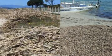 Cagliari: Poetto, la Posidonia fa bene alla spiaggia ma non ai bagnanti