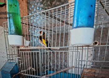 Operazione anti bracconaggio a Cagliari e nel sud Sardegna, 15 denunciati e decine di trappole sequestrate
