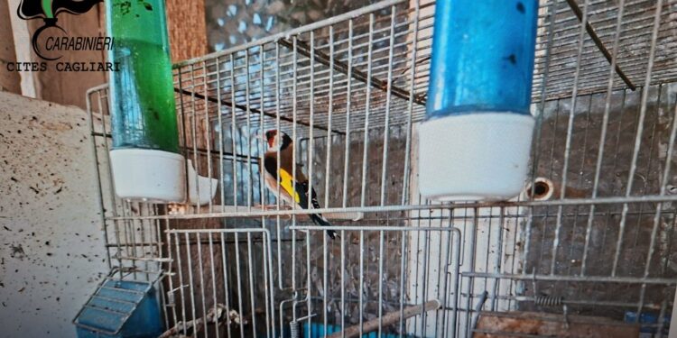 Operazione anti bracconaggio a Cagliari e nel sud Sardegna, 15 denunciati e decine di trappole sequestrate