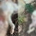 Torre delle Stelle, cani randagi nuovamente all’attacco: ucciso un gatto che veniva accudito da alcuni residenti