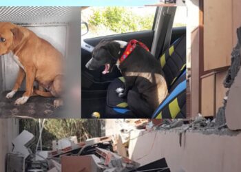 Gara di solidarietà in tutta la Sardegna per i cani che vivevano nella villetta di Terralba andata a fuoco
