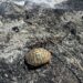 Maracalagonis, nuovo incendio nelle campagne del paese: morte e distruzione vicino ai canneti