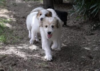 Cagliari, si dimettono le garanti comunali per gli animali: “Impossibile lavorare così”