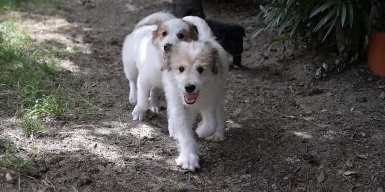 Cagliari, si dimettono le garanti comunali per gli animali: “Impossibile lavorare così”