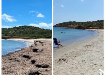Porto Columbu, il grido d’allarme del Bobo Beach: “Spiaggia sommersa dalla posidonia, così non possiamo lavorare”