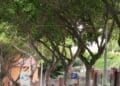 Cagliari, Viale Regina Elena e Terrapieno nel degrado: la denuncia dell’ex consigliera Enrica Anedda Endrich