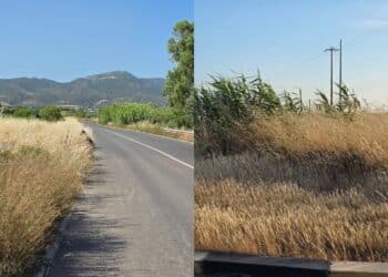 Emergenza sterpaglie a Sinnai, Forza Italia attacca: “Invadono le carreggiate, si intervenga subito”