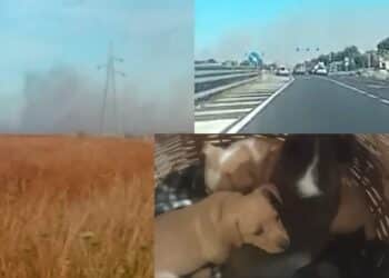 Inferno di fuoco tra Assemini e Elmas, le fiamme avanzano velocemente tra campi incolti e terreni