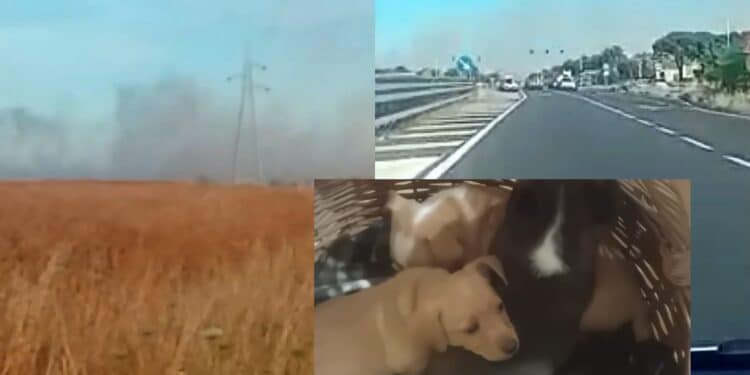 Inferno di fuoco tra Assemini e Elmas, le fiamme avanzano velocemente tra campi incolti e terreni
