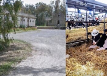 Sardara, no alla maxi stalla a due passi dalle terme: il Comune si oppone