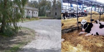 Sardara, no alla maxi stalla a due passi dalle terme: il Comune si oppone