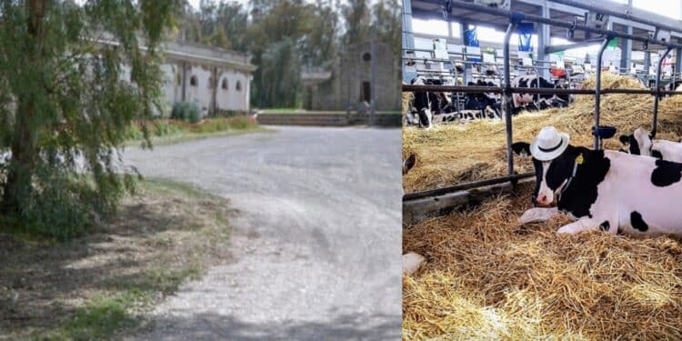 Sardara, no alla maxi stalla a due passi dalle terme: il Comune si oppone