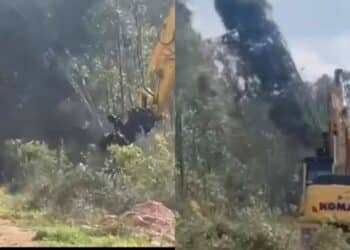 Uta, devastazione alle pendici di Monte Arcosu: l’oasi del cervo rasa al suolo per far spazio al maxi impianto fotovoltaico