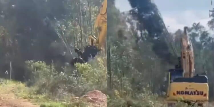 Uta, devastazione alle pendici di Monte Arcosu: l’oasi del cervo rasa al suolo per far spazio al maxi impianto fotovoltaico