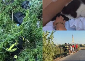 Quartu, sinergia di forze per recuperare mamma cane e due cuccioli tra canne e immondizia