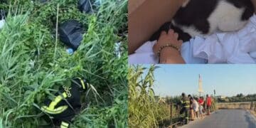 Quartu, sinergia di forze per recuperare mamma cane e due cuccioli tra canne e immondizia