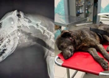 Oristano, ancora orrore nei confronti degli animali: cane sparato alla testa