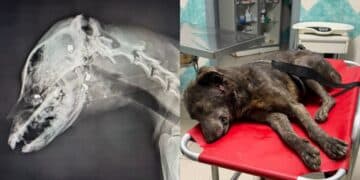 Oristano, ancora orrore nei confronti degli animali: cane sparato alla testa