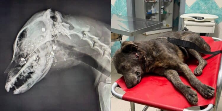 Oristano, ancora orrore nei confronti degli animali: cane sparato alla testa