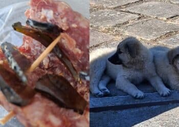 Villagreca, esche con vetro per uccidere due cuccioli: l’autore del reato sorpreso da una donna