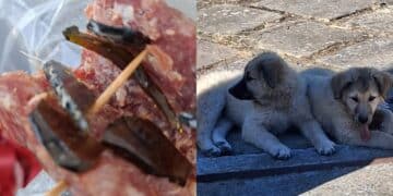 Villagreca, esche con vetro per uccidere due cuccioli: l’autore del reato sorpreso da una donna