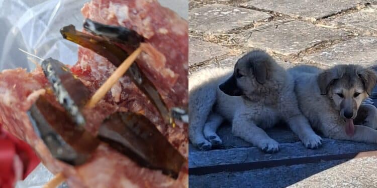 Villagreca, esche con vetro per uccidere due cuccioli: l’autore del reato sorpreso da una donna