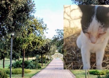 Cagliari, gattino in difficoltà recuperato dalla polizia della Città metropolitana