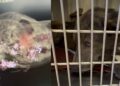 Addio a Piombo, il cagnolino sparato alla testa: ennesima vittima della crudeltà umana
