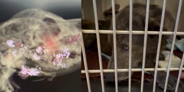 Addio a Piombo, il cagnolino sparato alla testa: ennesima vittima della crudeltà umana