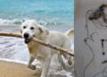 Capoterra, ami da pesca abbandonati in terra: pericolo per cani e passanti