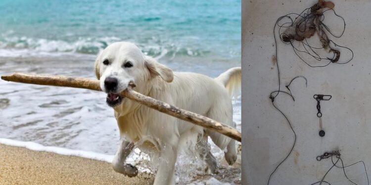 Capoterra, ami da pesca abbandonati in terra: pericolo per cani e passanti