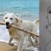 Capoterra, ami da pesca abbandonati in terra: pericolo per cani e passanti