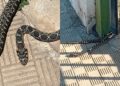 Cagliari, paura a Monte Urpinu, un grosso serpente si affaccia da un’abitazione in via dei Conversi