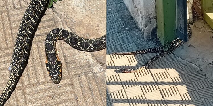 Cagliari, paura a Monte Urpinu, un grosso serpente si affaccia da un’abitazione in via dei Conversi