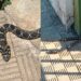 Cagliari, paura a Monte Urpinu, un grosso serpente si affaccia da un’abitazione in via dei Conversi