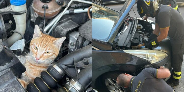 Sestu, si intrufola nel motore di un’auto e rimane incastrato: gatto salvato dai vigili del fuoco