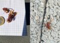 Sinnai, in molte zone del paese è invasione di vespe orientali