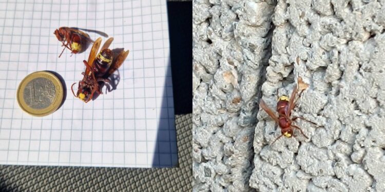 Sinnai, in molte zone del paese è invasione di vespe orientali