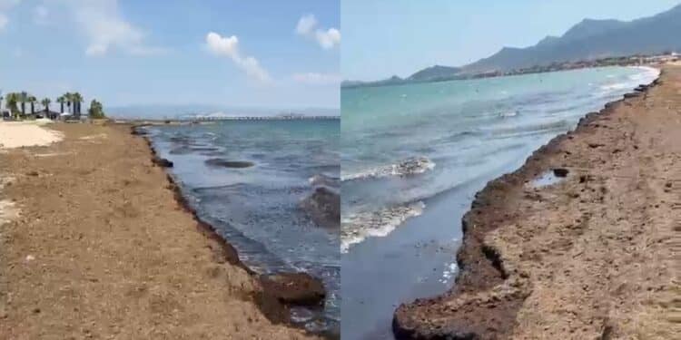 Capoterra, la posidonia allontana i bagnanti: “Evitano di entrare in acqua”