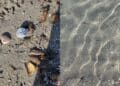 Cagliari, bagnanti in rivolta al Poetto tra schiuma e microplastiche: “È uno schifo”