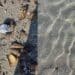 Cagliari, bagnanti in rivolta al Poetto tra schiuma e microplastiche: “È uno schifo”
