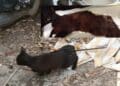 Gatto colpito con una freccia in provincia di Nuoro, Rizzi: “La ferocia umana non ha limiti”