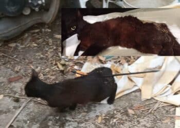 Gatto colpito con una freccia in provincia di Nuoro, Rizzi: “La ferocia umana non ha limiti”